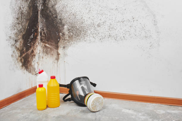 Best Office Mold Removal Services  in Farmersville, OH