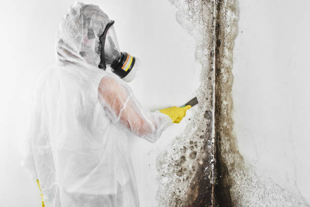 Best Local Mold Removal Service  in Farmersville, OH