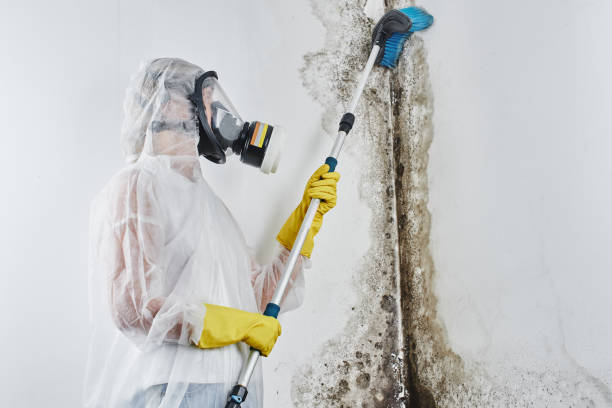 Best Residential Mold Removal  in Farmersville, OH