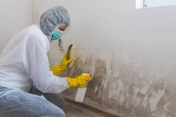Best Commercial Mold Removal  in Farmersville, OH