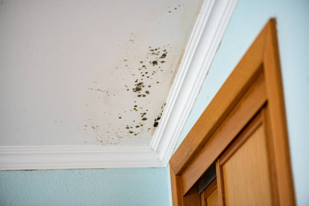 Best Mold Removal Company Near Me  in Farmersville, OH