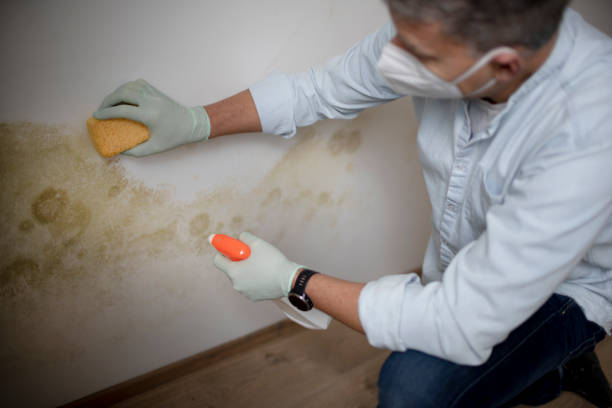 Best Toxic Mold Removal  in Farmersville, OH