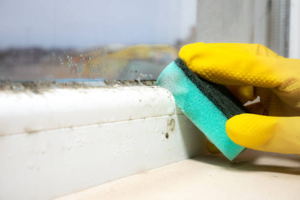 Best Residential Mold Removal  in Farmersville, OH