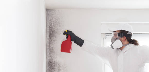 Professional Mold Removal in Farmersville, OH