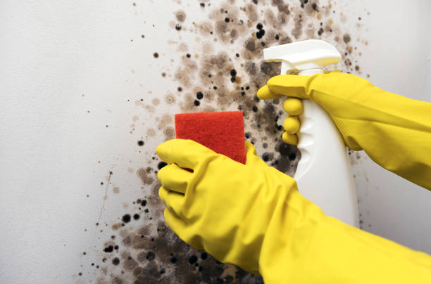 Attic Mold Removal in Farmersville, OH