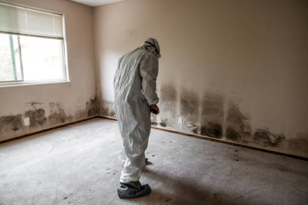 Best Mold Removal Company Near Me  in Farmersville, OH