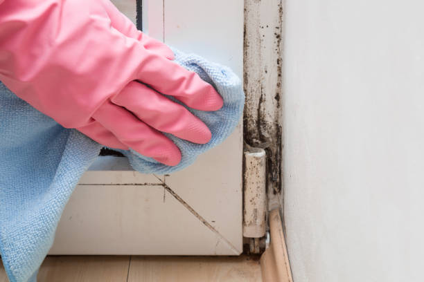 Best Mold Damage Repair  in Farmersville, OH