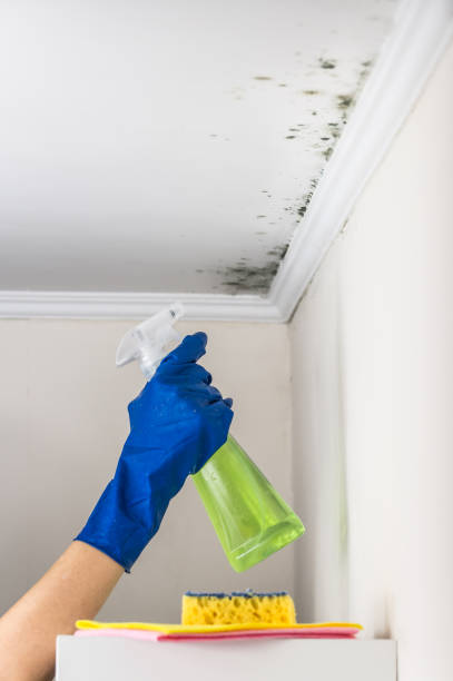 Best Mold Removal Near Me  in Farmersville, OH