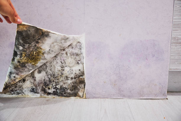 Best Emergency Mold Removal  in Farmersville, OH
